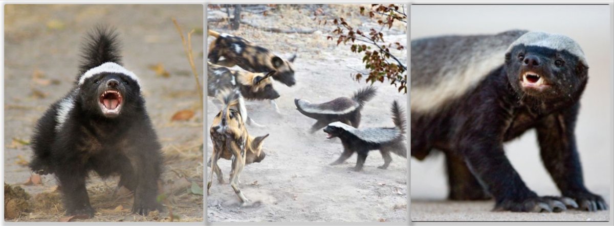 Барсук Росомаха медоед