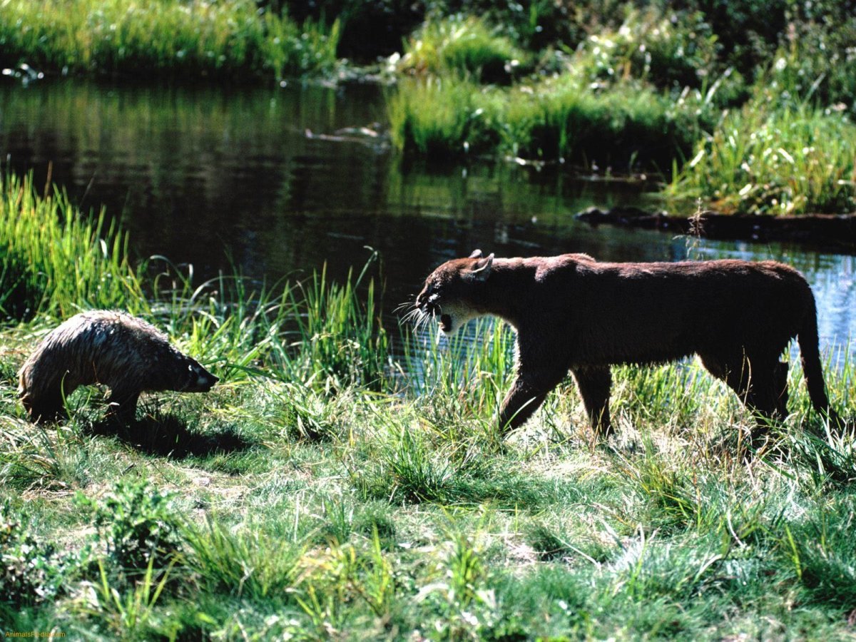 Медведь Гризли против тигра