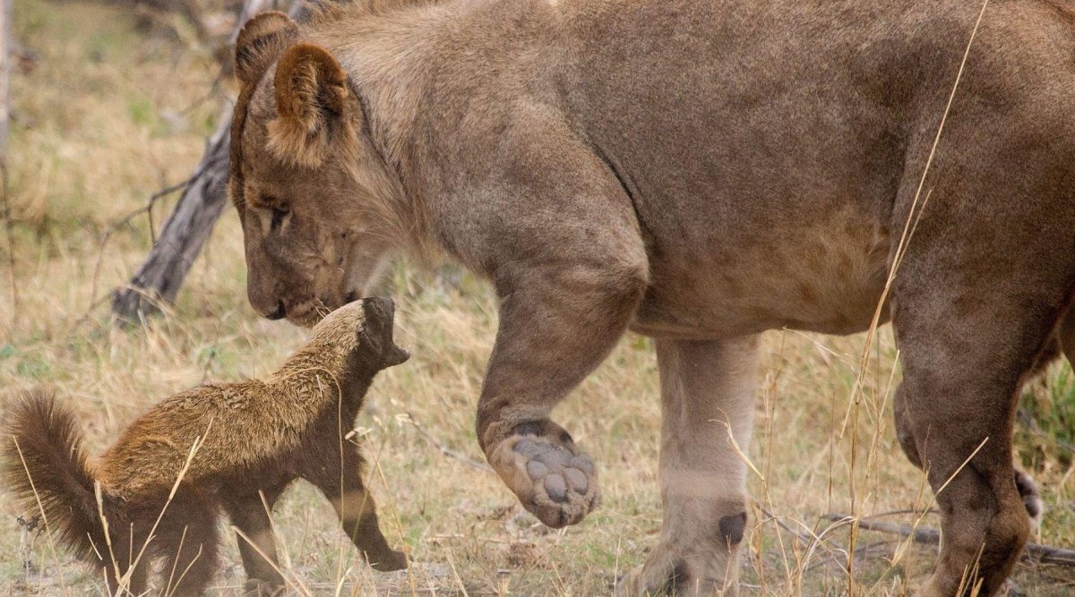 Медоед животное против Львов
