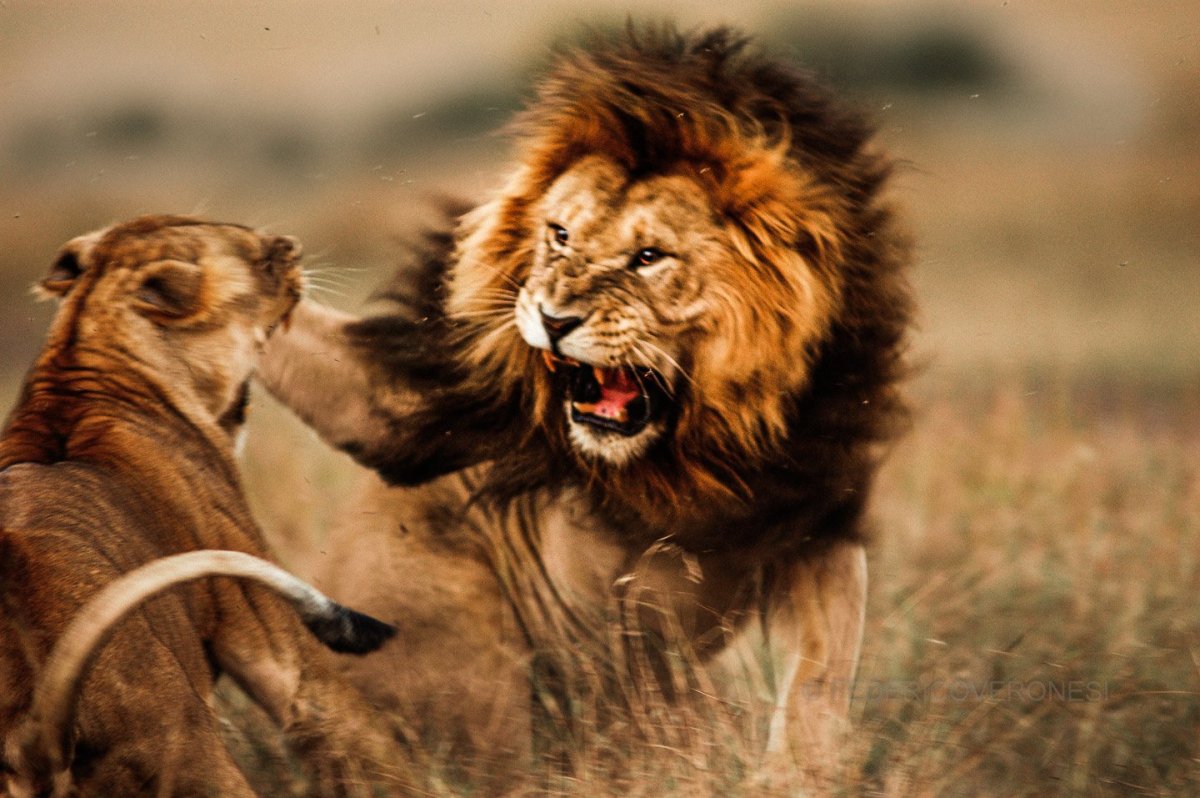 Хитоми Узаки