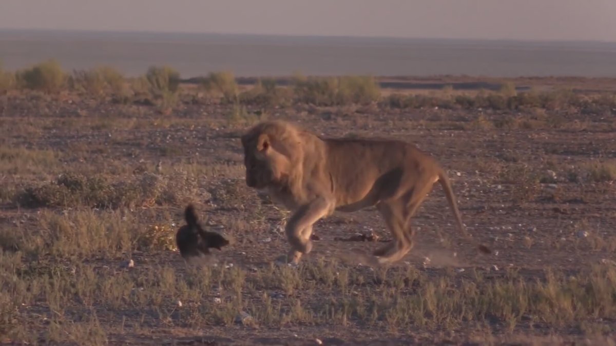Барсук медоед против Льва