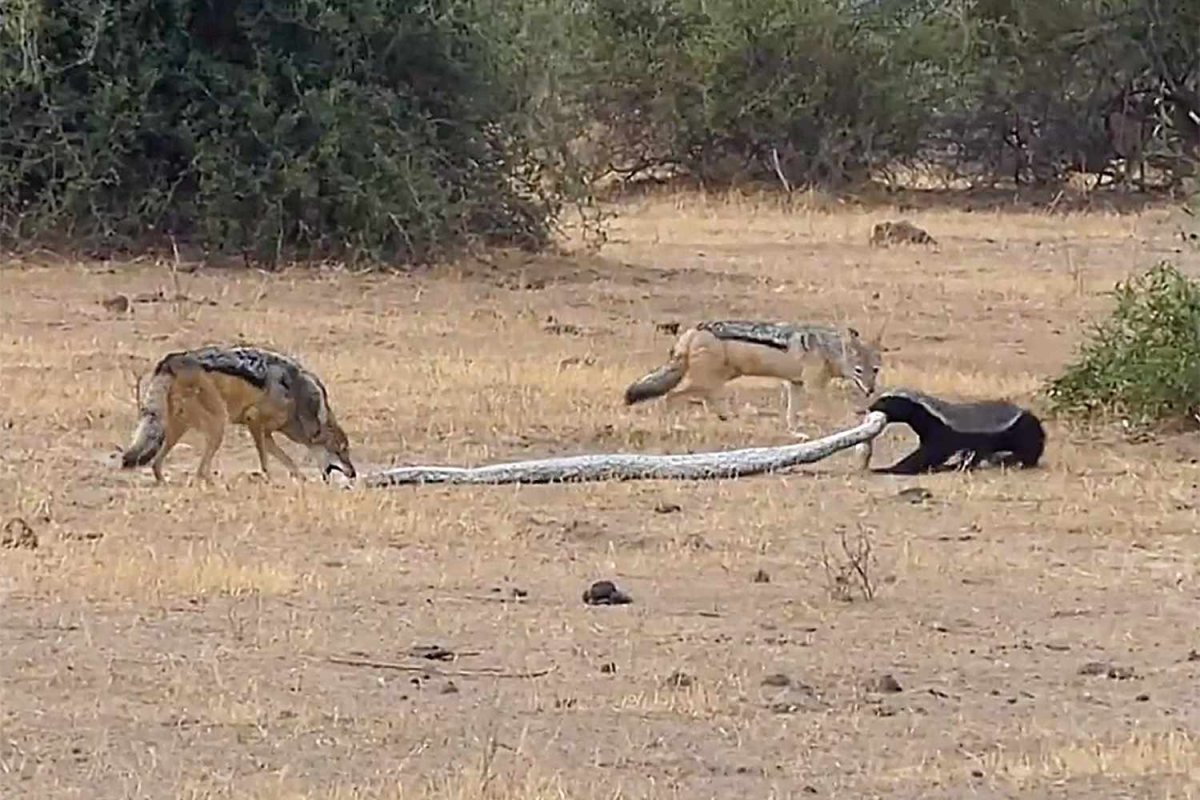 Барсук медоед против Льва