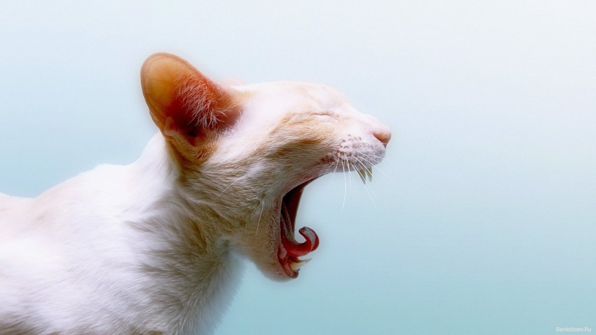 Чёрный сфинкс кошка