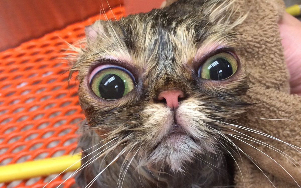 Морщинистый канадский сфинкс