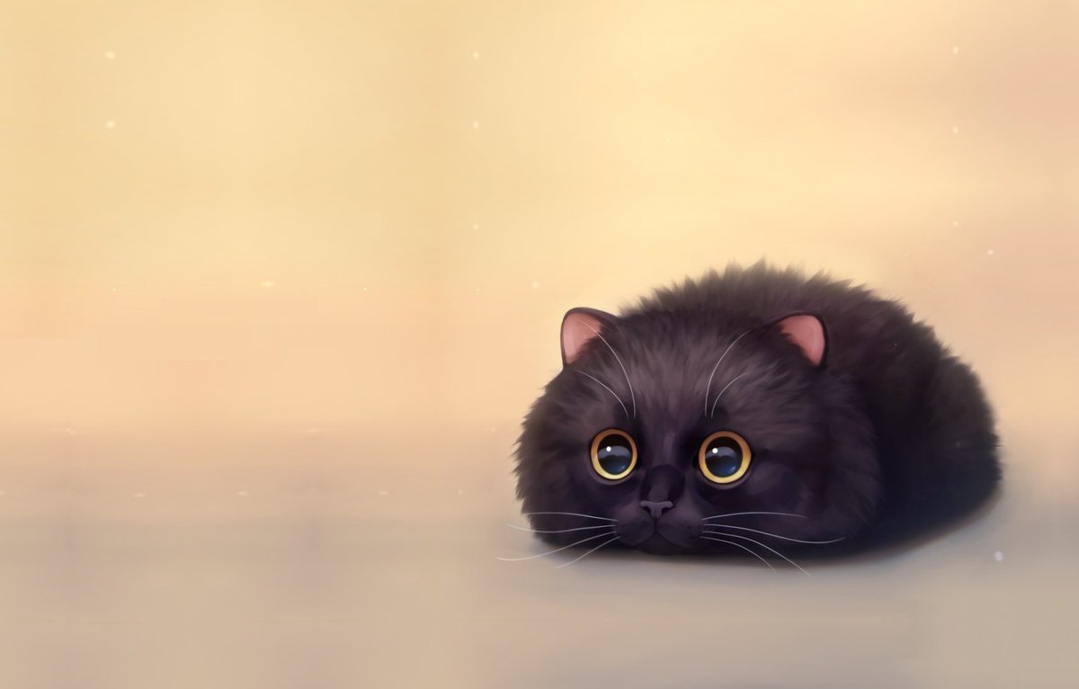 Шотландская вислоухая кошка черная с белым