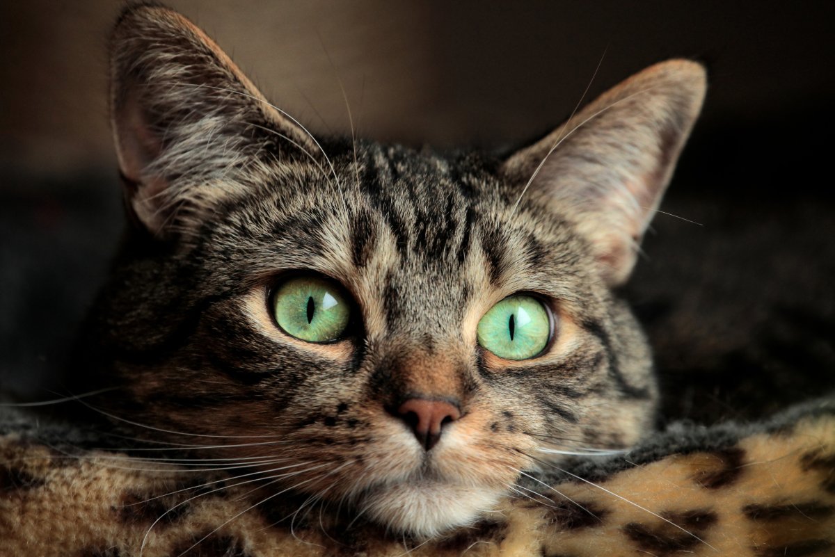 Кот британец серый