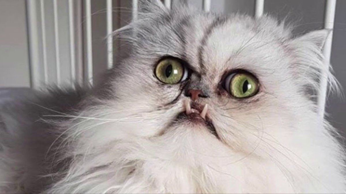 Страшный персидский кот