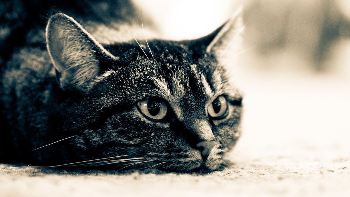 Любопытная кошка