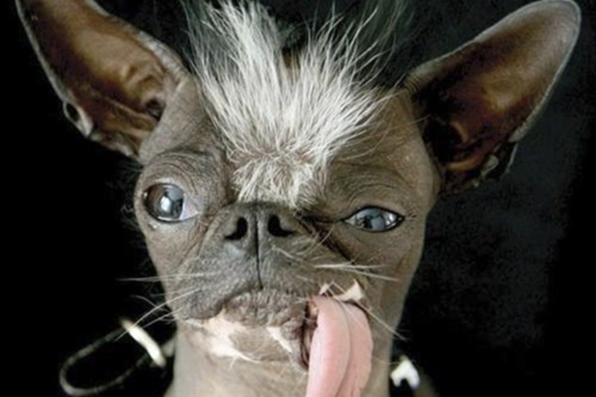 Страшные породы кошек