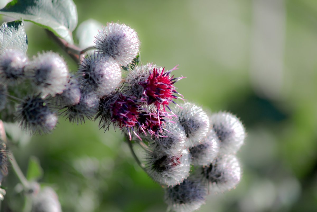 Репейник болотный