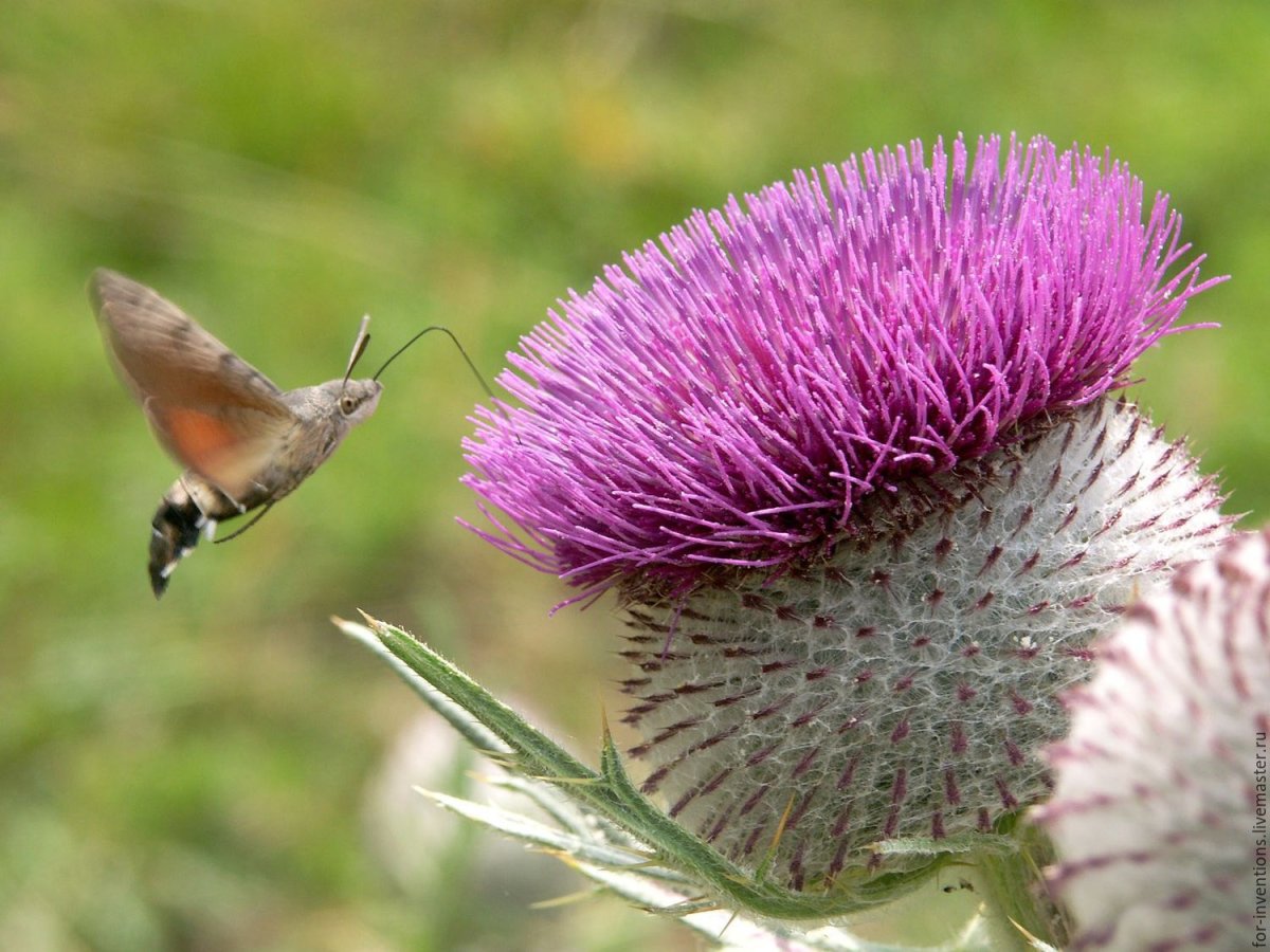 Щегол на репейнике
