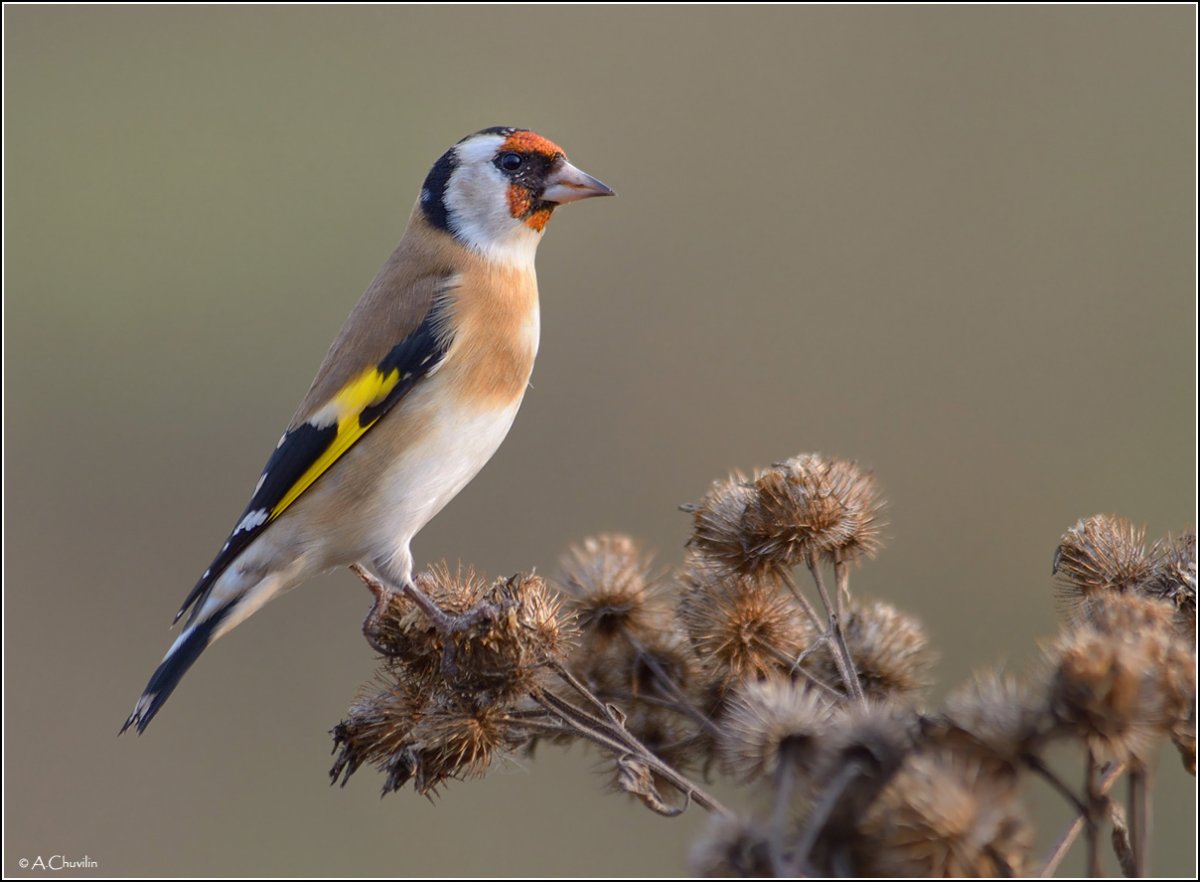 Щегол желтый птица