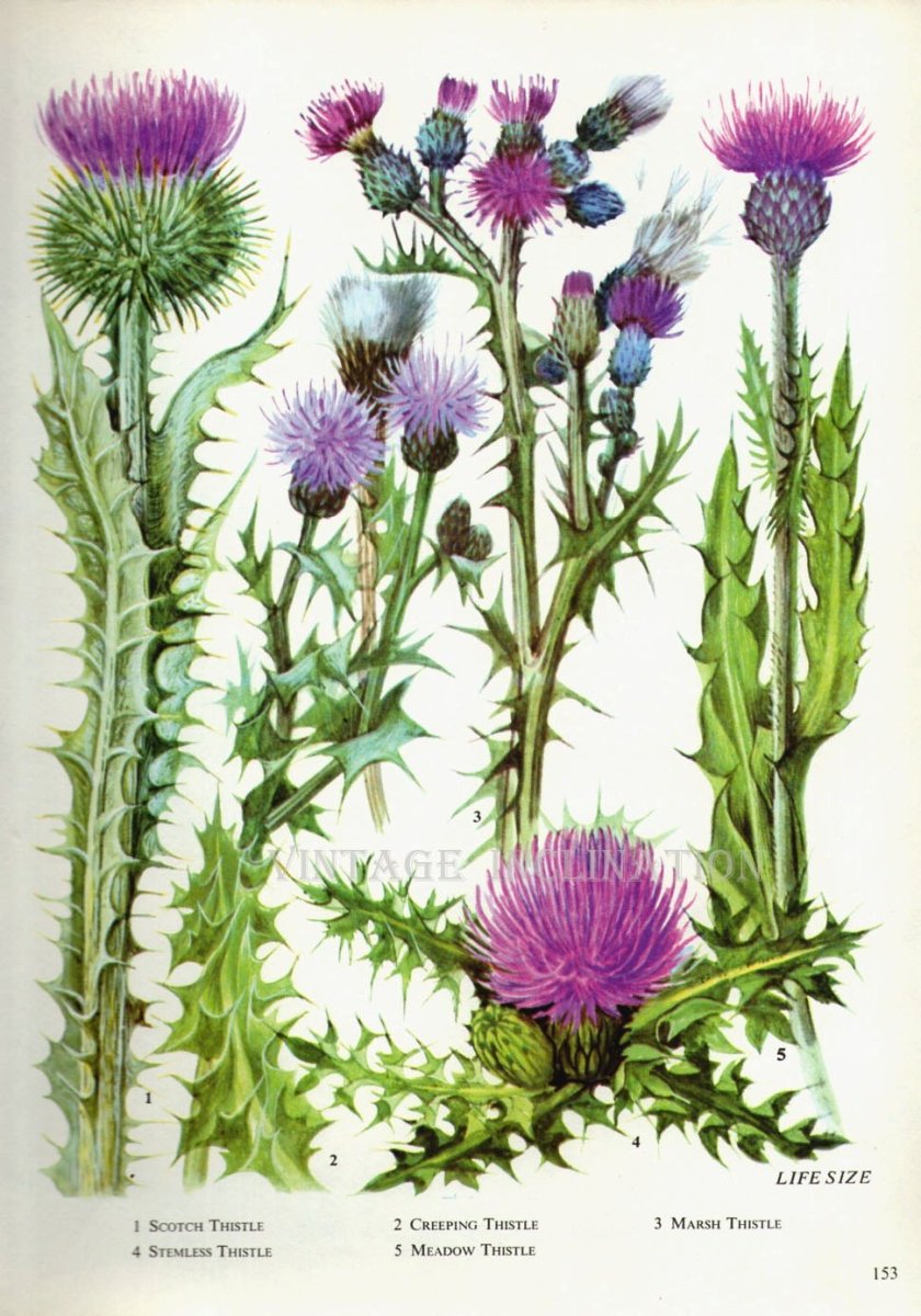 Чертополох Ботаническая иллюстрация