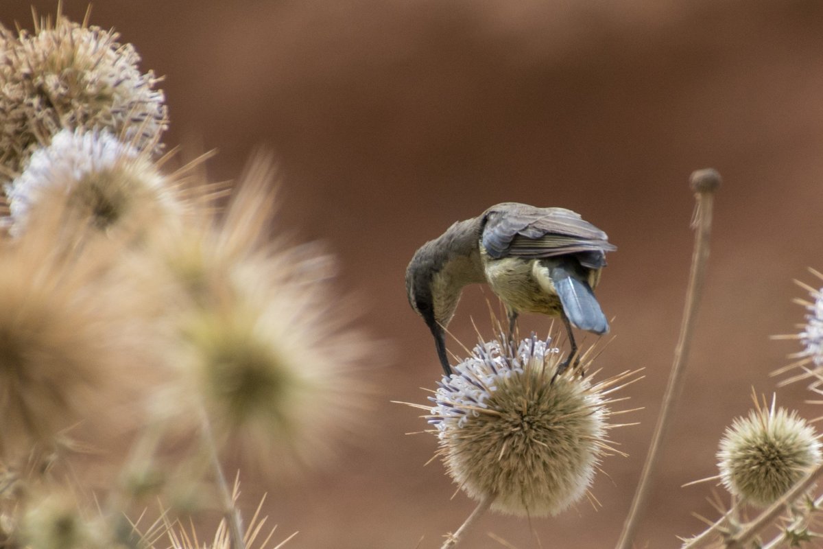 Репейник птица