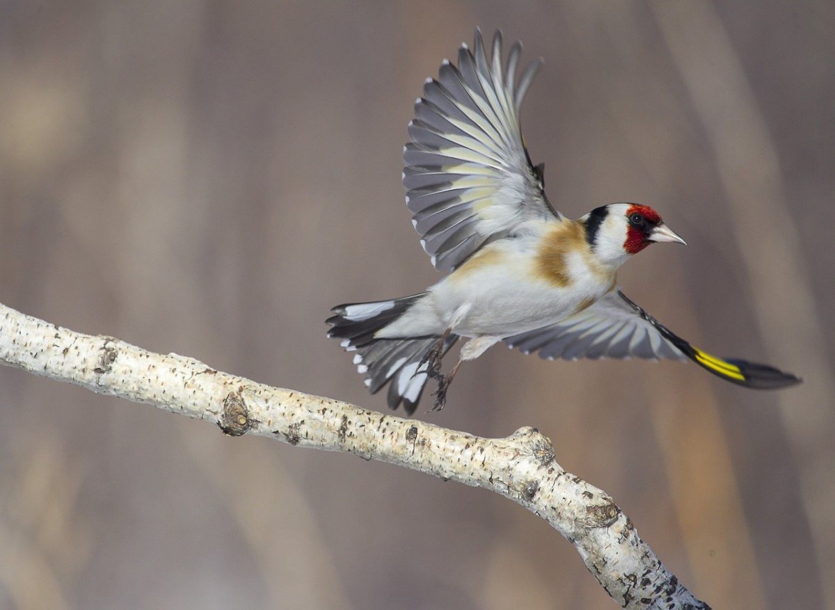 Щегол Березовик