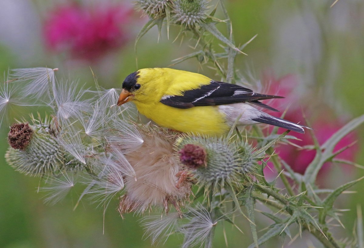 Картинки животных птиц и растений
