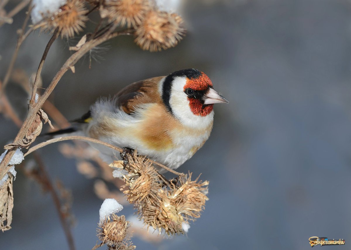 Репейник птица