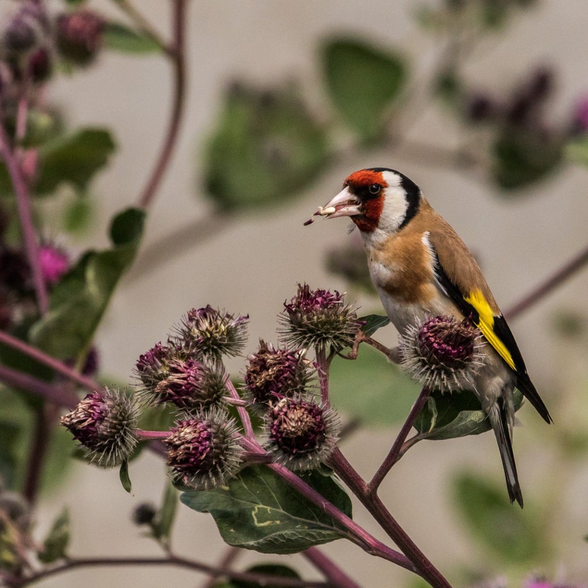 Репейник приманка