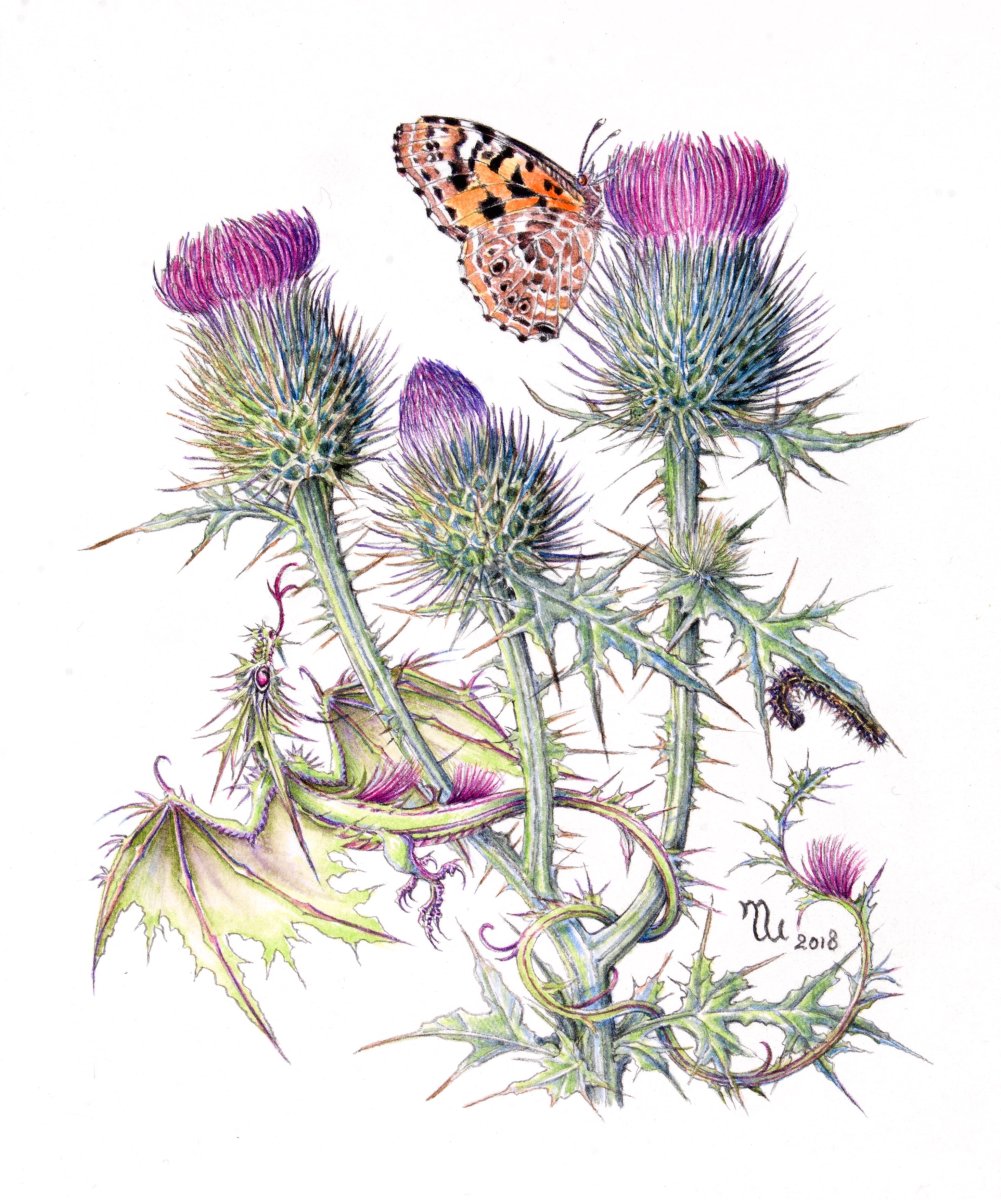 Чертополох Крайола