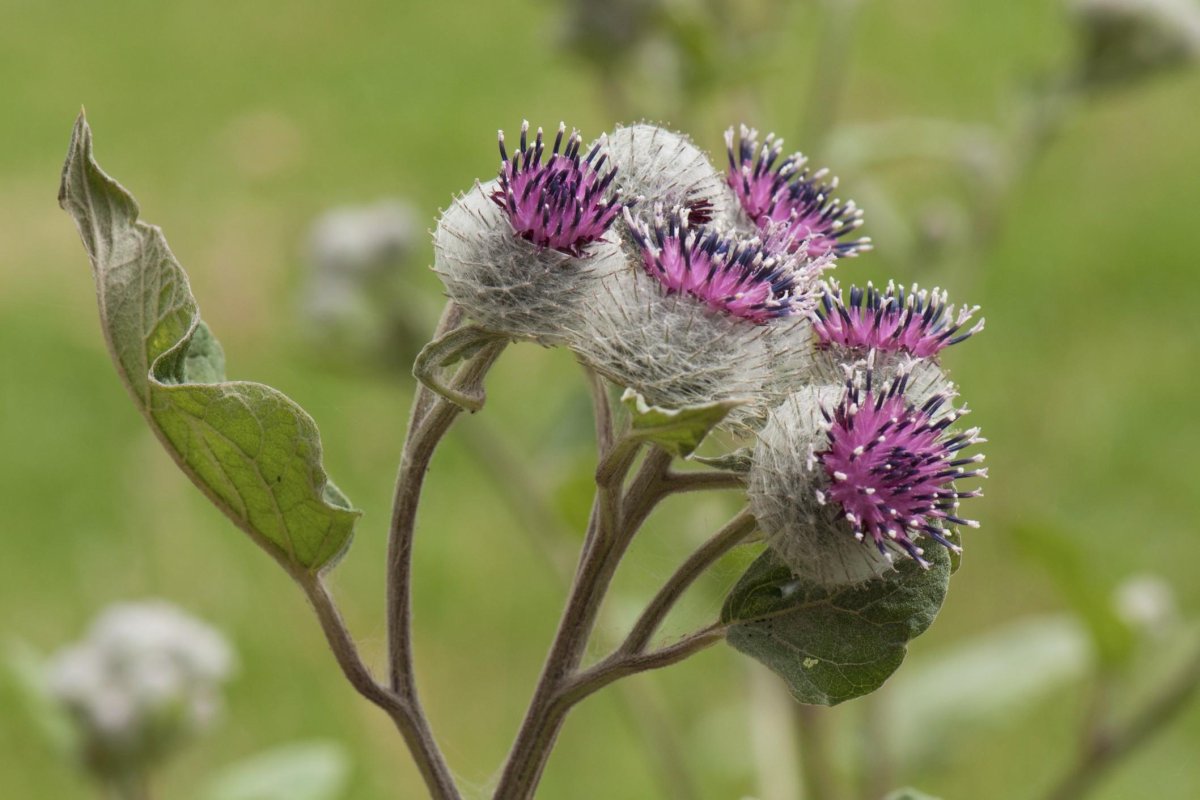 Репейник медонос
