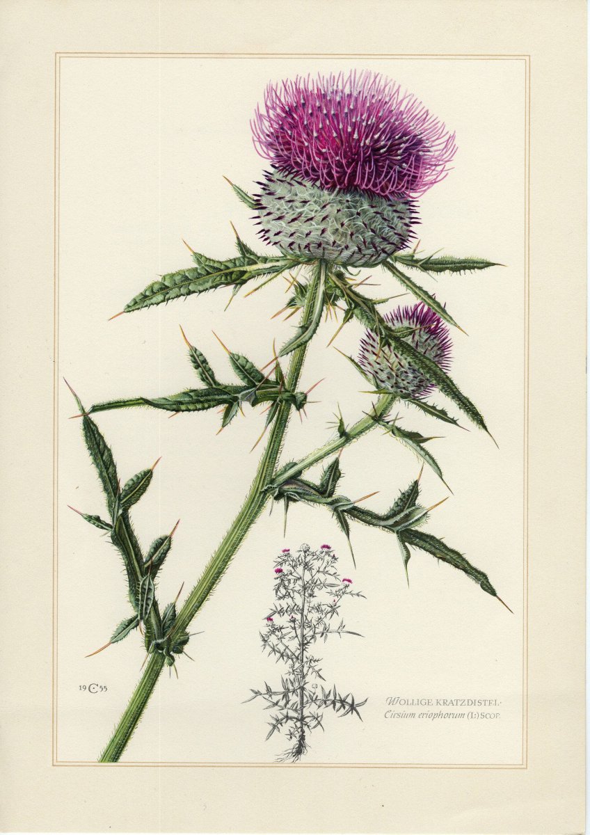 Бодяк шерстистый