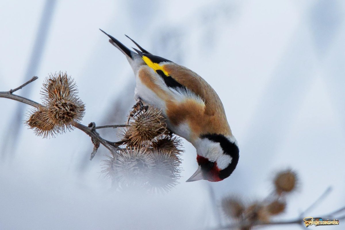 Птицы Урала щегол
