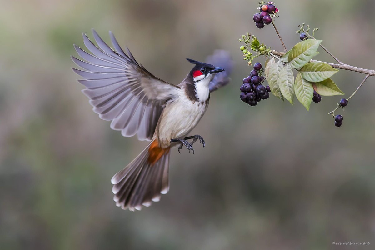 Репей чертополох Бодяк