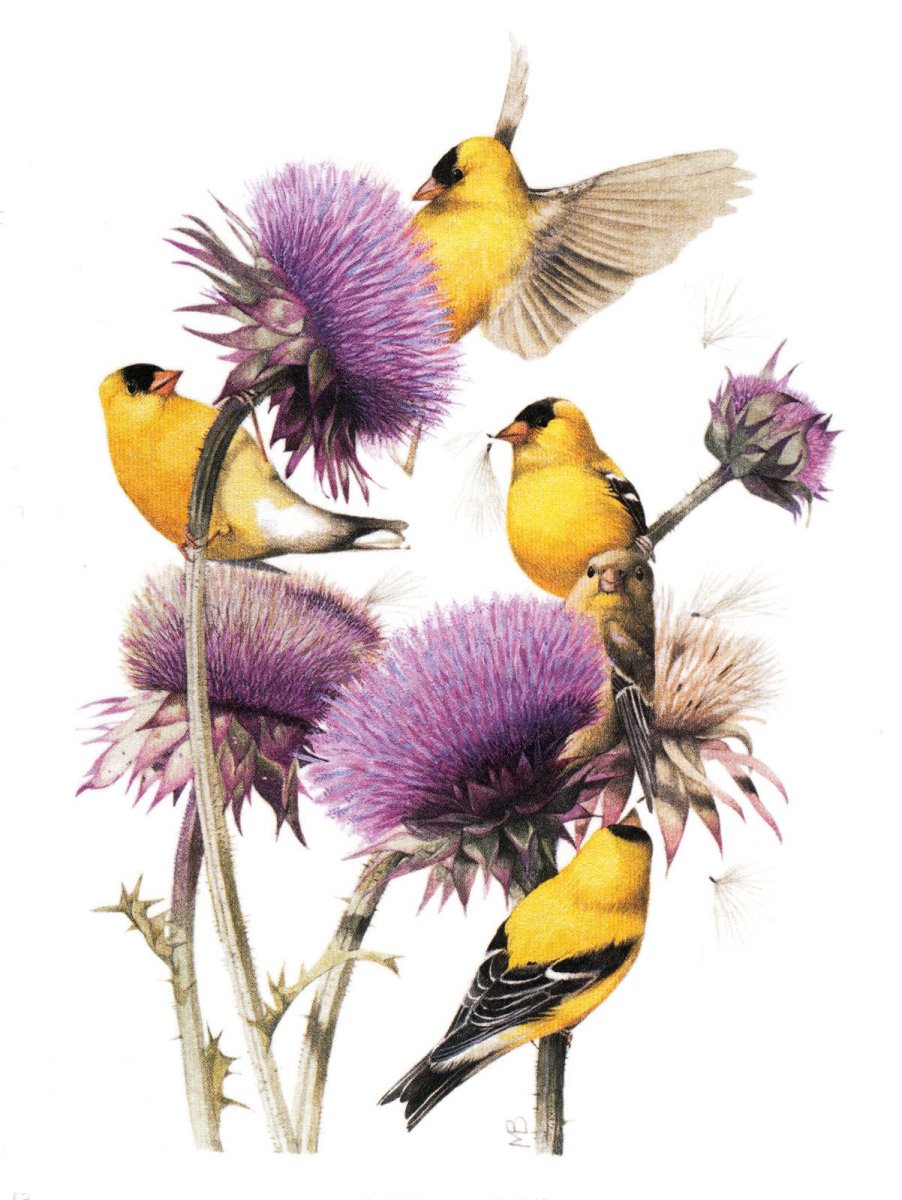 Маржолин Бастин цветы и птицы