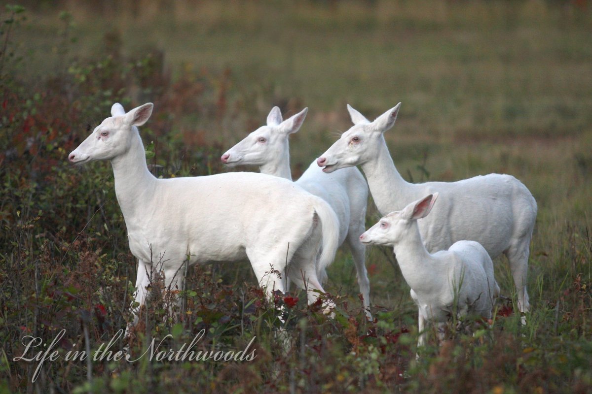 Косуля альбинос