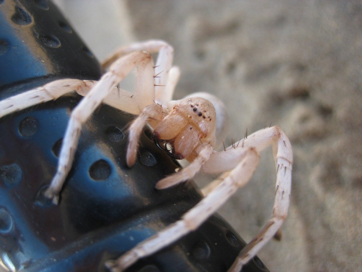 Белый пустынный паук