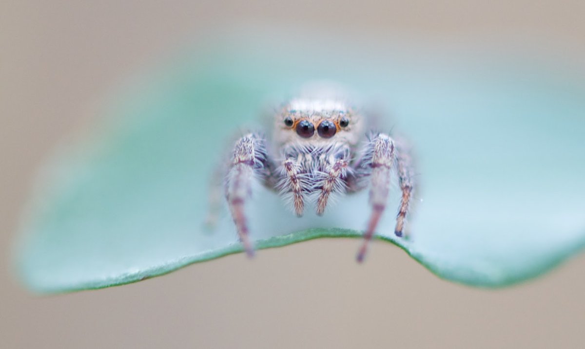 Альбинос паук