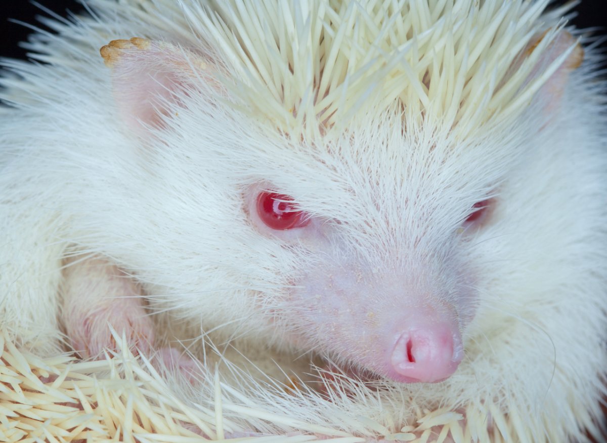 Карликовый красный еж альбинос