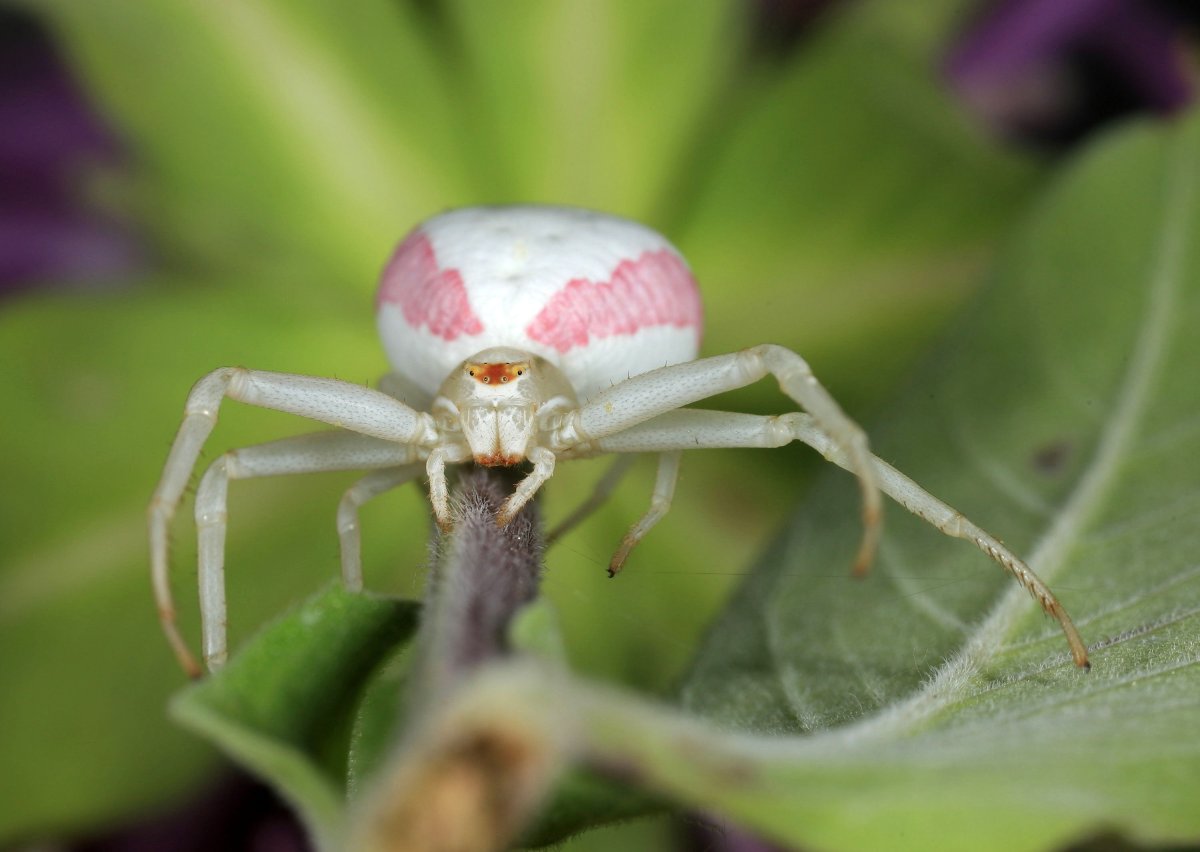 Паук белый Каракурт