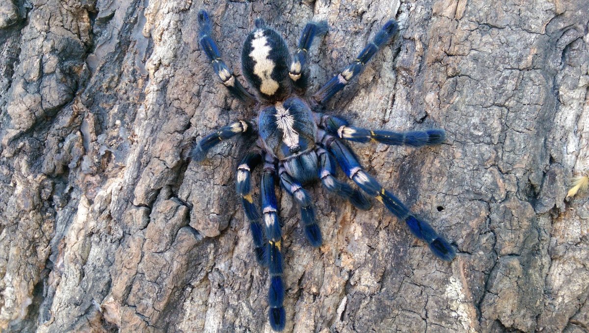 Синий птицеед Poecilotheria Metallica