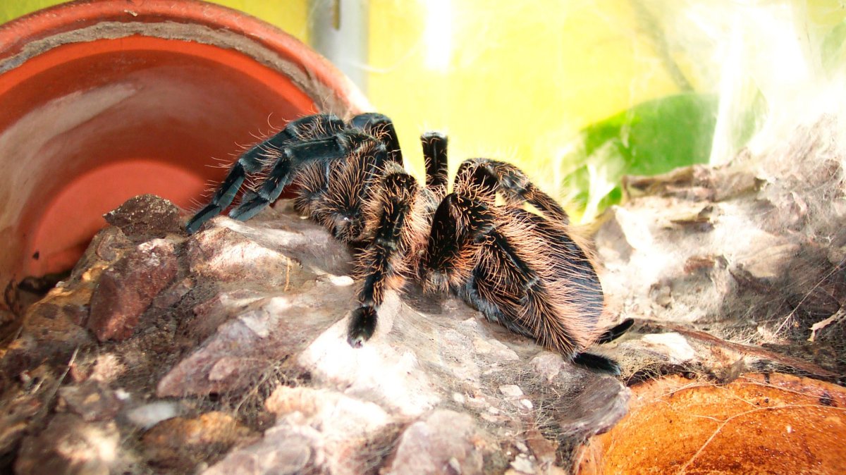 Паук Тарантул