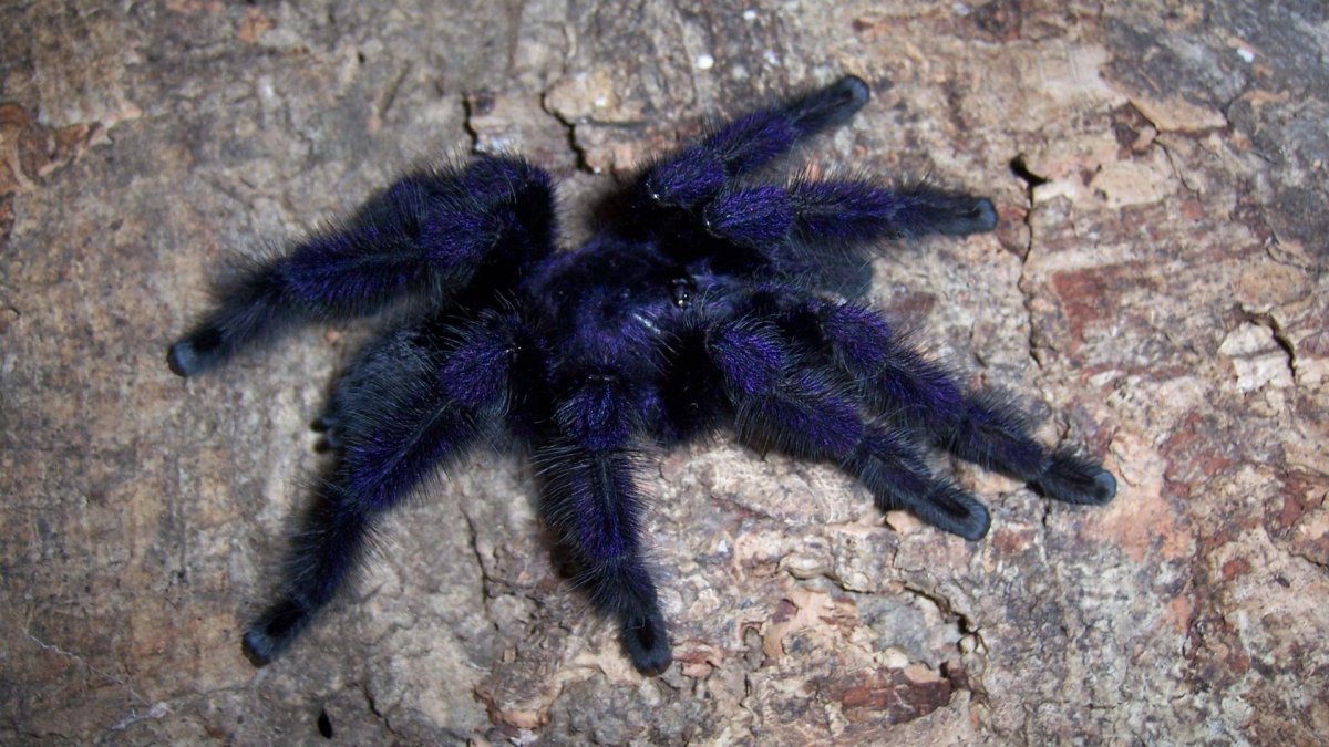 Паук Avicularia purpurea