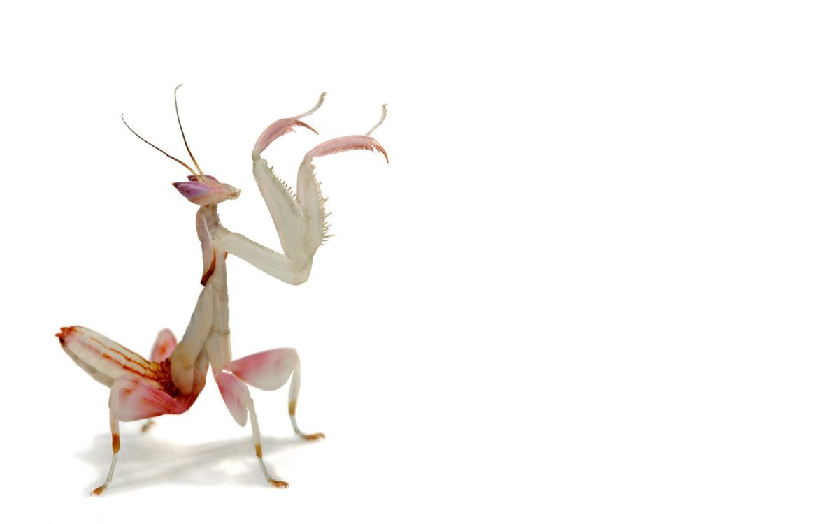 Orchid praying Mantis