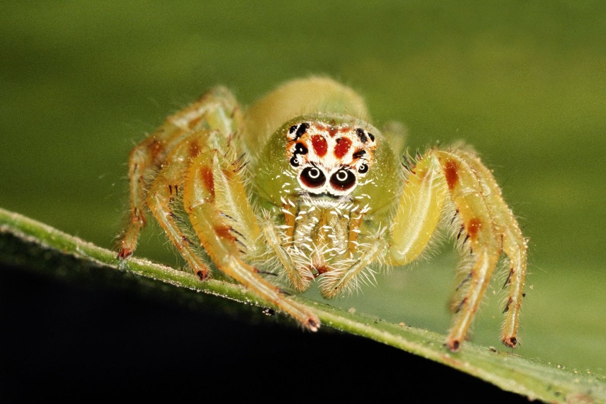 Паук пауки Плеваки