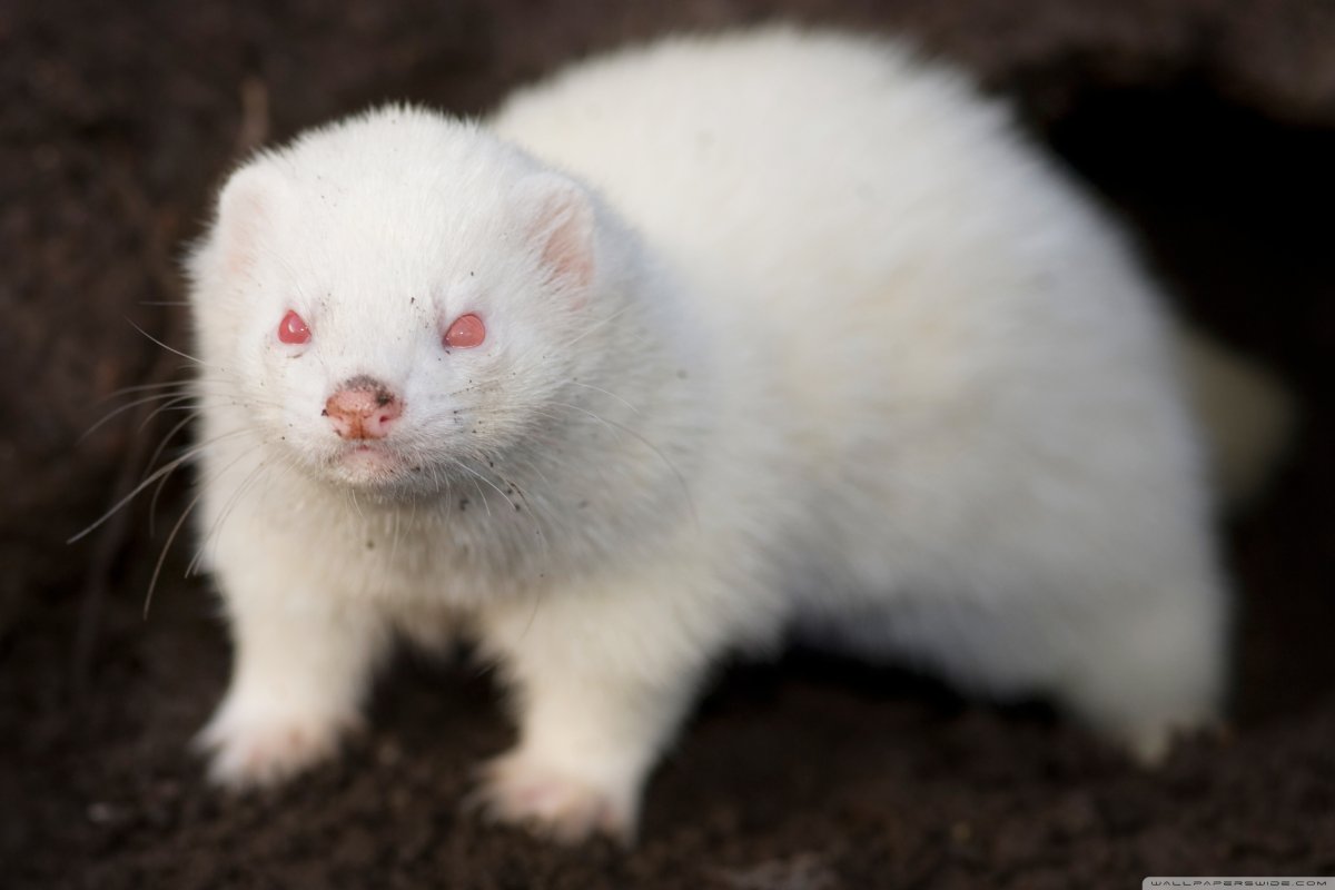 Хорек альбинос