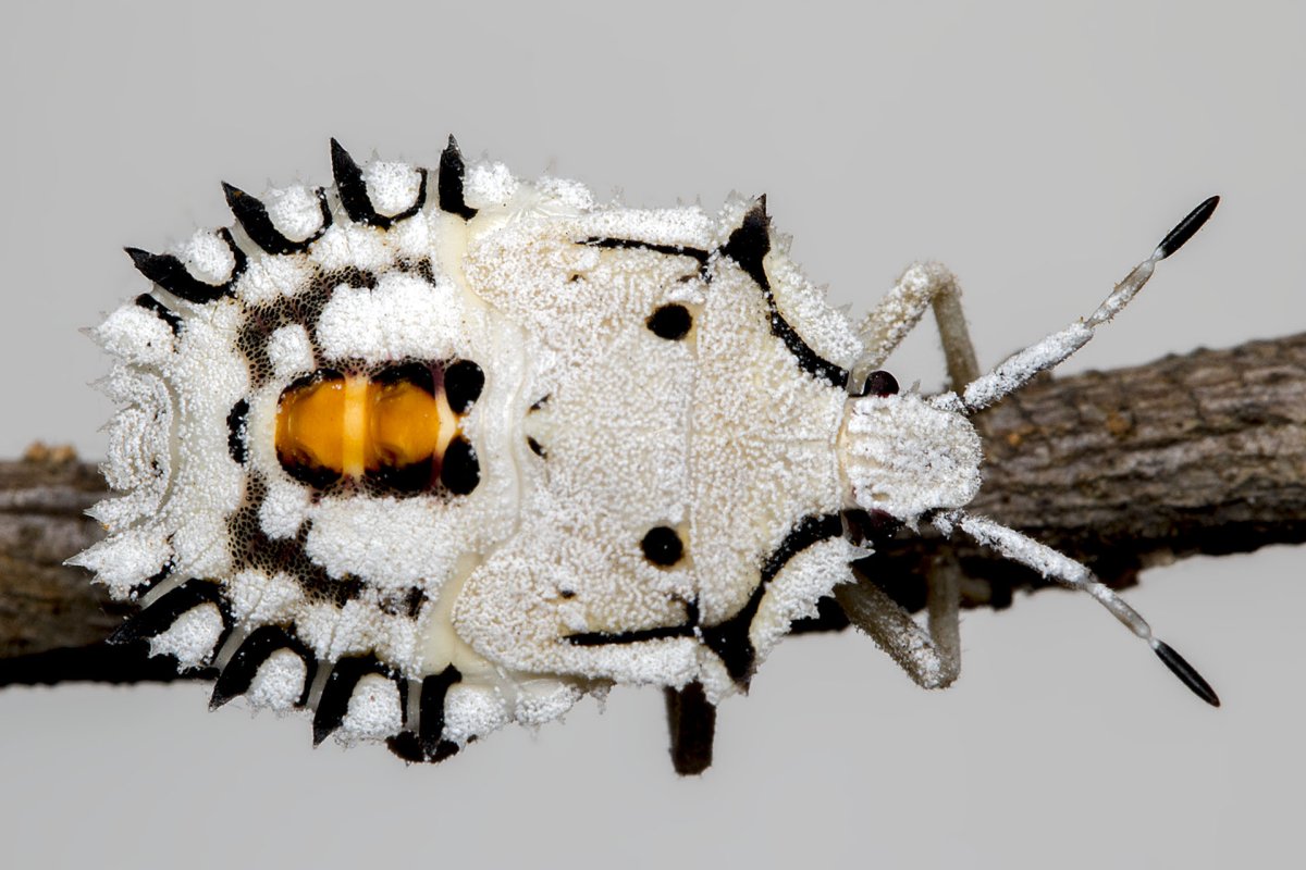 Жук альбинос