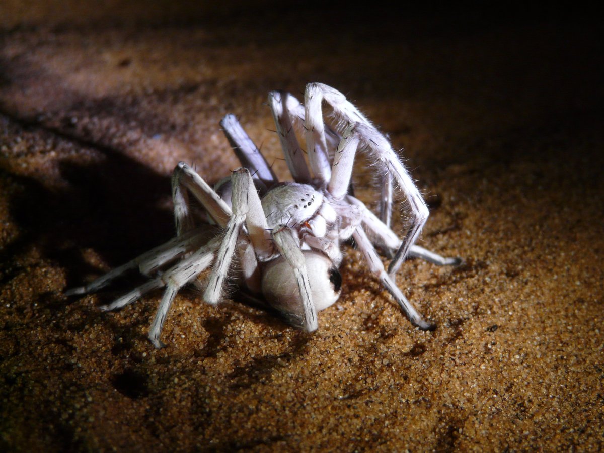 Паук альбинос мохнатый