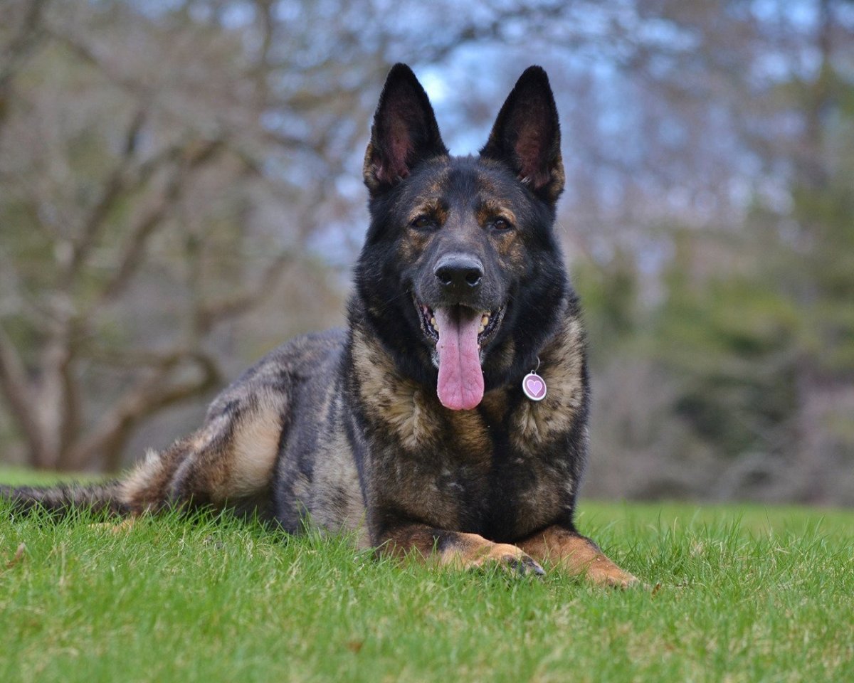 Зонарная немецкая овчарка