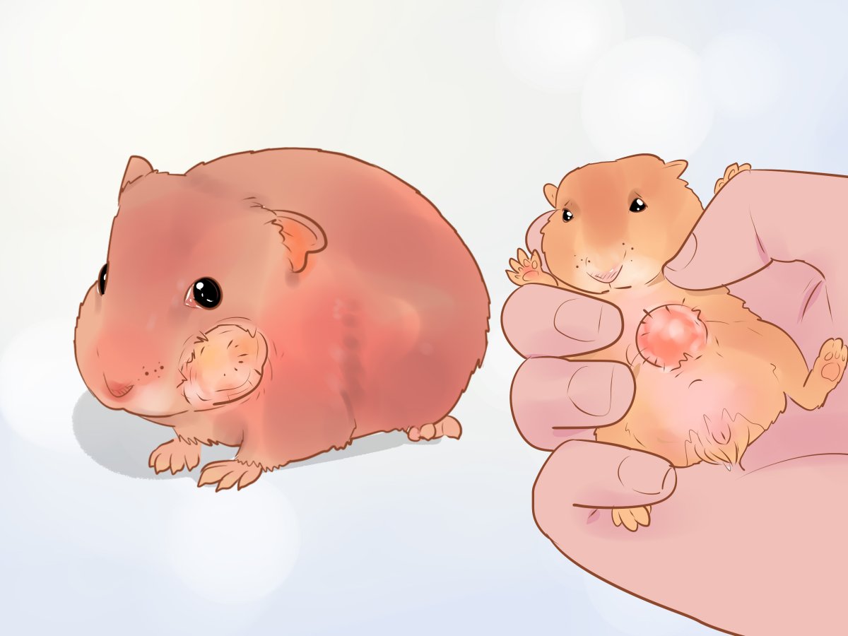 Беременность джунгарских хомяков