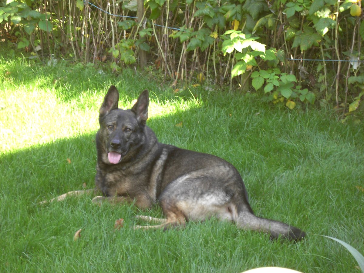 Новорожденные щенки немецкой овчарки зонарного окраса