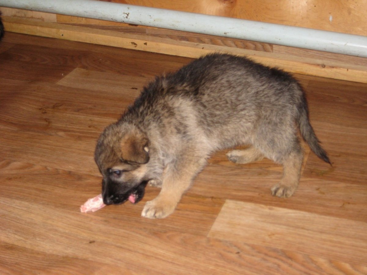 Зонарная немецкая овчарка