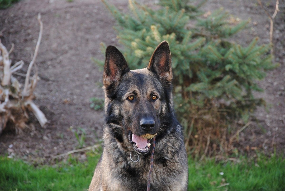 Немецкая овчарка зонарного окраса