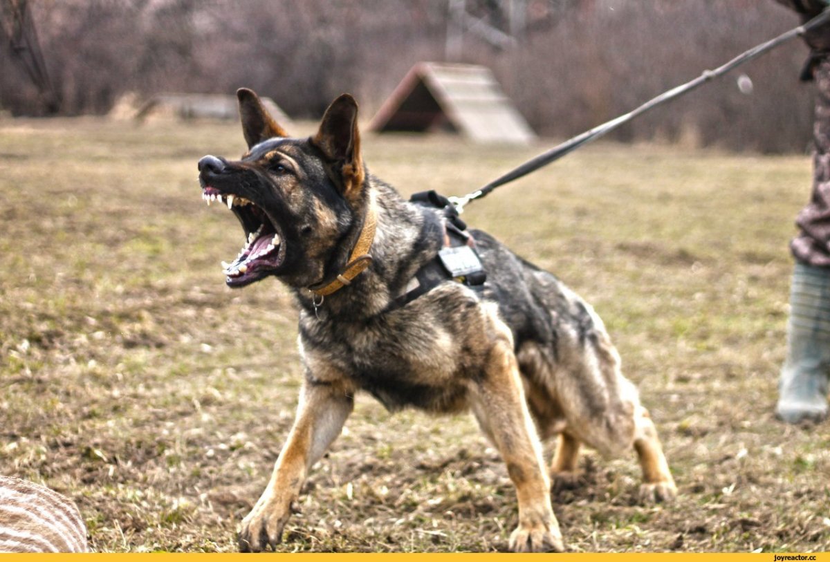 Зонарная овчарка