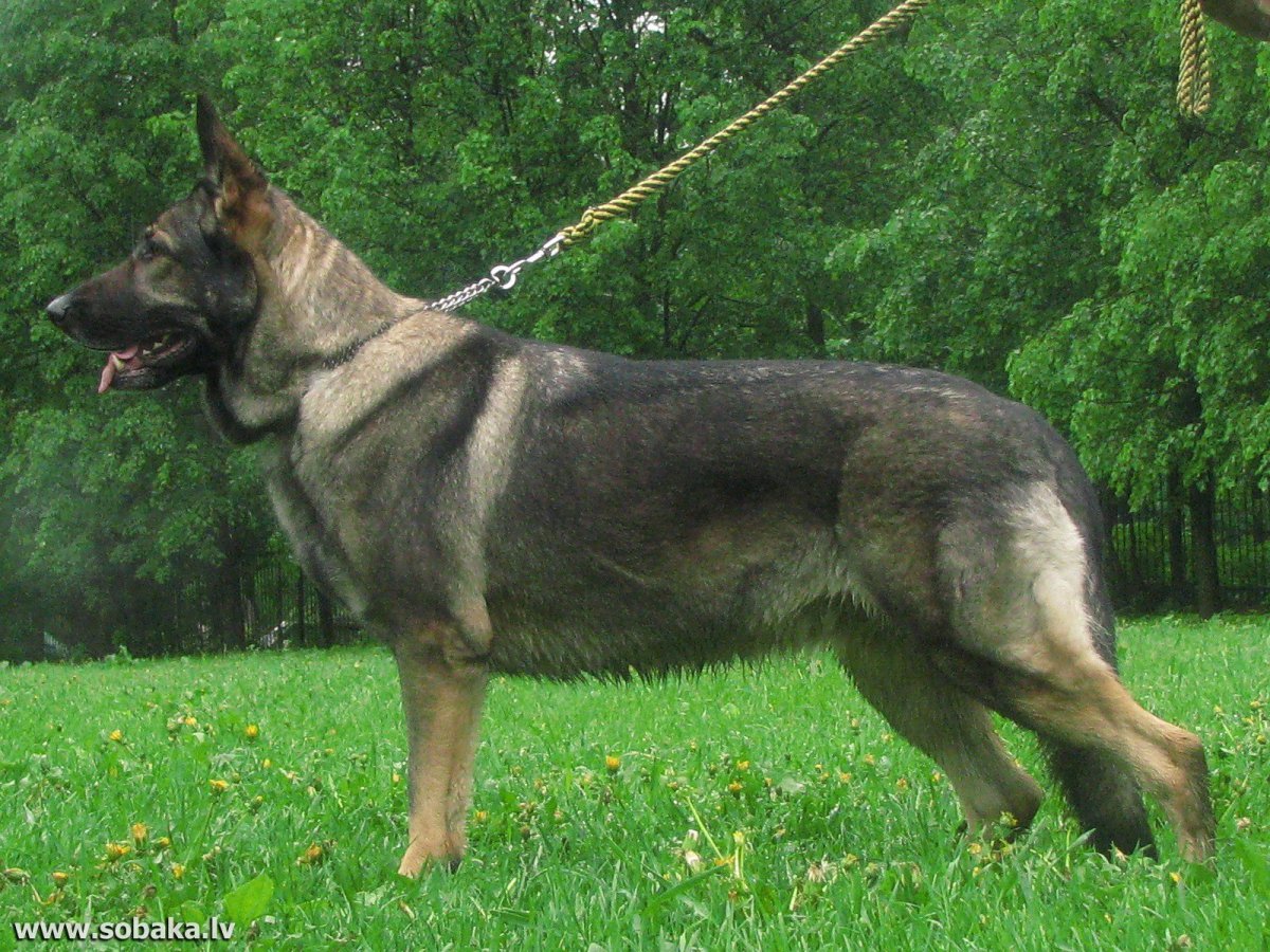 Восточно-европейская овчарка зонтарная