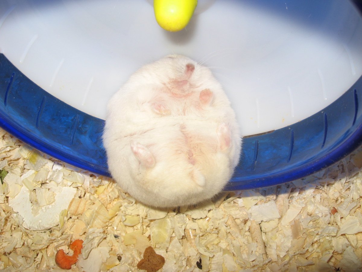 Беременный джунгарский хомяк