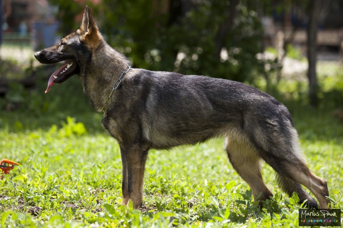 Линия овчарок Восточной Германии